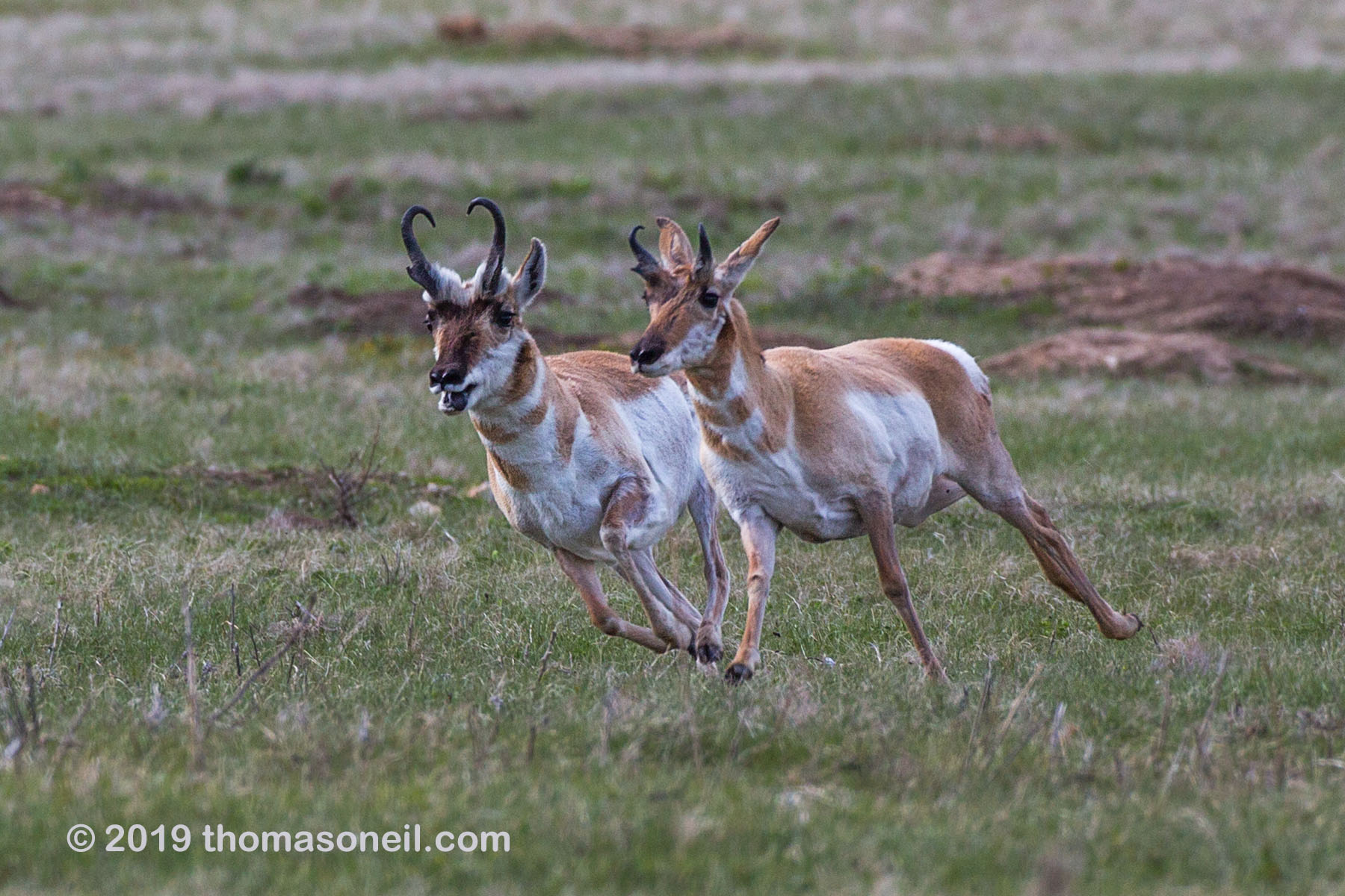 The old pronghorn buck (left) chases a member of its herd, Custer State Park.  Click for next photo.