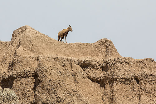 Bighorn on the peak above Ancient Hunters Overlook, Badlands National Park.