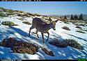 Deer near Luther, MT.
