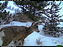Deer, Luther, MT.