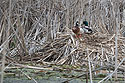 Sneaking in three images from close to home, starting with ducks on what I believe is a muskrat hut in a pond near my house.