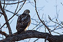 Hawk, perhaps rough-legged, Loess Bluffs NWR.