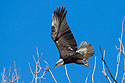 Bald Eagle, Loess Bluffs NWR.