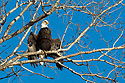Bald Eagle catching some rays to warm up, Loess Bluffs NWR.