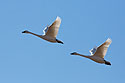 Trumpeter swans, Loess Bluffs NWR, December 2019.