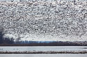 Snow geese, Loess Bluffs NWR, December 2019.