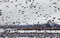 Snow geese, Loess Bluffs NWR.