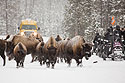 Bison on the road, Yellowstone National Park.