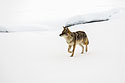 Coyote on the frozen Madison River, Yellowstone National Park.