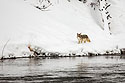 Coyote along the Madison River, Yellowstone National Park.