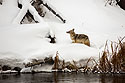 Coyote gets ready to climb the fallen tree, Yellowstone National Park.