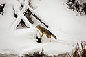 Coyote jumps up to the fallen tree, Yellowstone National Park.