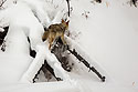 Coyote climbs the fallen tree, Yellowstone National Park, January 25, 2019.