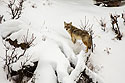 Coyote atop fallen tree, Yellowstone National Park, January 25, 2019.