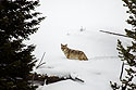 Coyote among the trees above the Madison River, Yellowstone National Park.