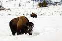 Bison, between Mammoth and Tower, Yellowstone National Park.