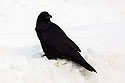 Raven, Tower-Roosevelt area, Yellowstone National Park, January 30, 2019.
