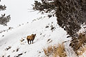 Bighorn in the Lamar Valley, Yellowstone National Park, January 30, 2019.