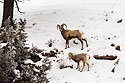 Bighorn ram and lamb in the Lamar Valley, Yellowstone National Park, January 30, 2019.