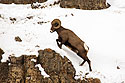Bighorn in the Lamar Valley, Yellowstone National Park, January 31, 2019.