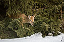 Deer hiding in residential spruce tree, Red Lodge, MT, January 2019.