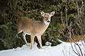 Deer hiding in residential spruce tree, Red Lodge, MT.