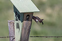 Swallow trying to feed the chick inside the nest box, Custer State Park, May 2019.
