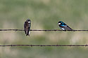Swallows, Custer State Park, May 2019.