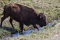 Bison, Custer State Park, May 2019.