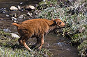 Baby bison getting ready to jump the creek, Custer State Park.