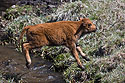 Baby bison is airborne, Custer State Park.