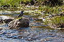 Bird in a stream, Wind Cave National Park.  The closest I can come to a bird ID is Yellow-rumped Warbler, Myrtle variety.