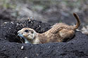 Prairie dog, Wind Cave National Park, May 2019.