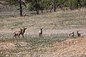 This was a bit confusing.  There were eight animals off in the distance, and it wasn�t until I got the big lens on them that I could tell there were three elk and five deer.  What�s up with that?  It was just a coincidence, they weren�t hanging out together.  The deer took off and the elk did not follow. 
 Custer State Park, May 2019.