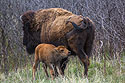 Baby bison looking for milk, Custer State Park, May 2019.