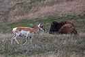 Pronghorns share the grassland with the bison, Custer State Park, May 2019.