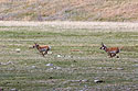 The old pronghorn buck chases a member of its herd, Custer State Park.