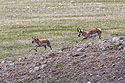 The old pronghorn buck chases a member of its herd, Custer State Park, May 2019.