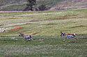 The old pronghorn buck chases a member of its herd, Custer State Park.