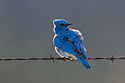 Mountain Bluebird, Custer State Park, May 2019.