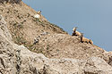 Bighorns on the peak above Ancient Hunters Overlook, Badlands National Park, May 2019.  There are two lambs in the center of the image and another partially obscured by his mother at upper right.