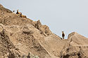 Bighorns on the peak above Ancient Hunters Overlook, Badlands National Park.