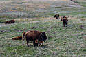 Bison calf finding shelter, Custer State Park.