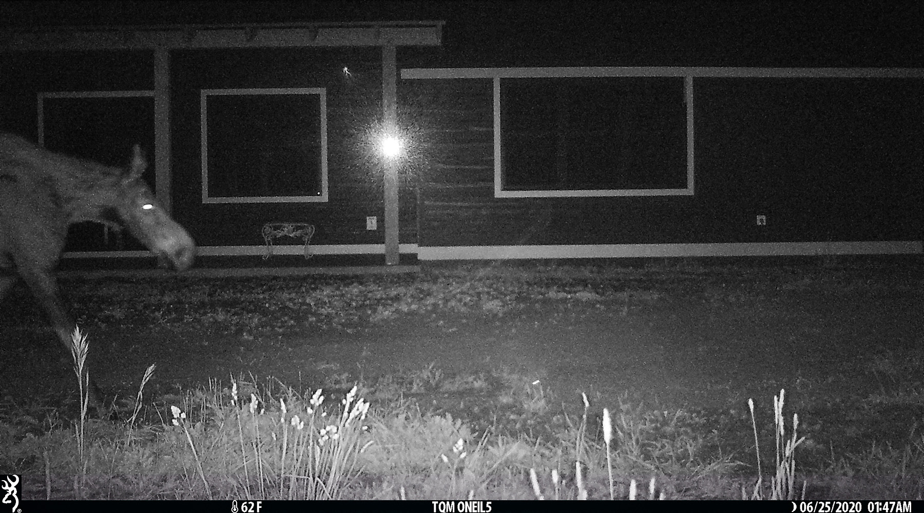 Moose wanders through my back yard, Red Lodge, MT, 2020.