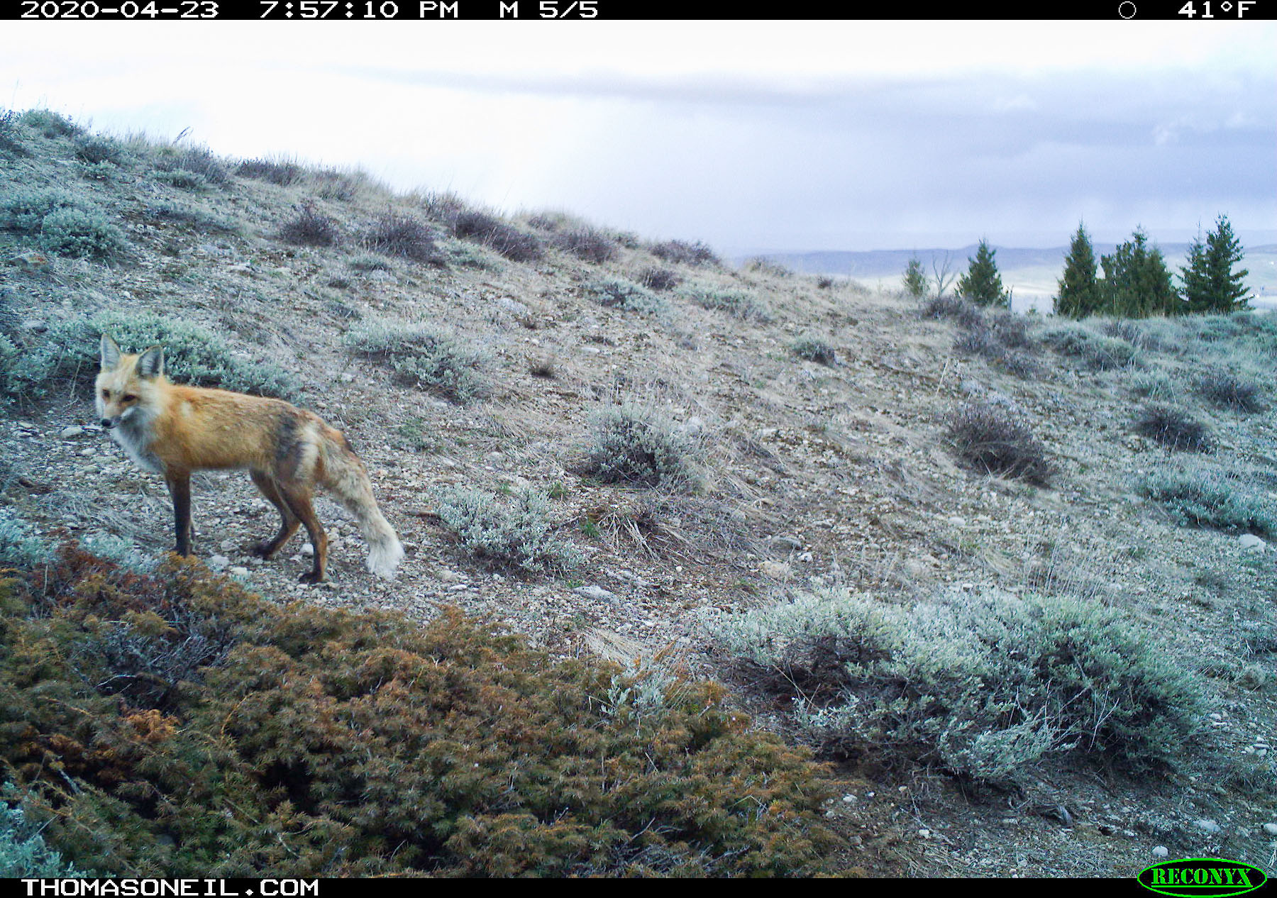 Fox near Luther, MT, 2020.