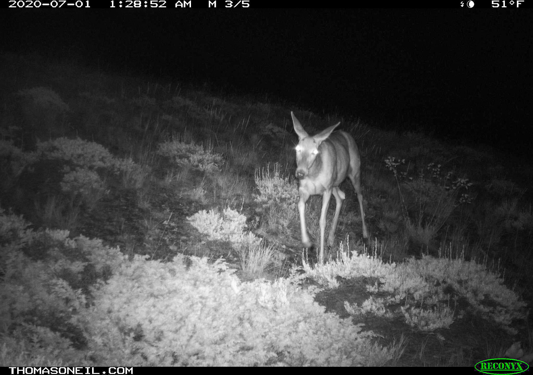 Deer near Luther, MT, 2020.