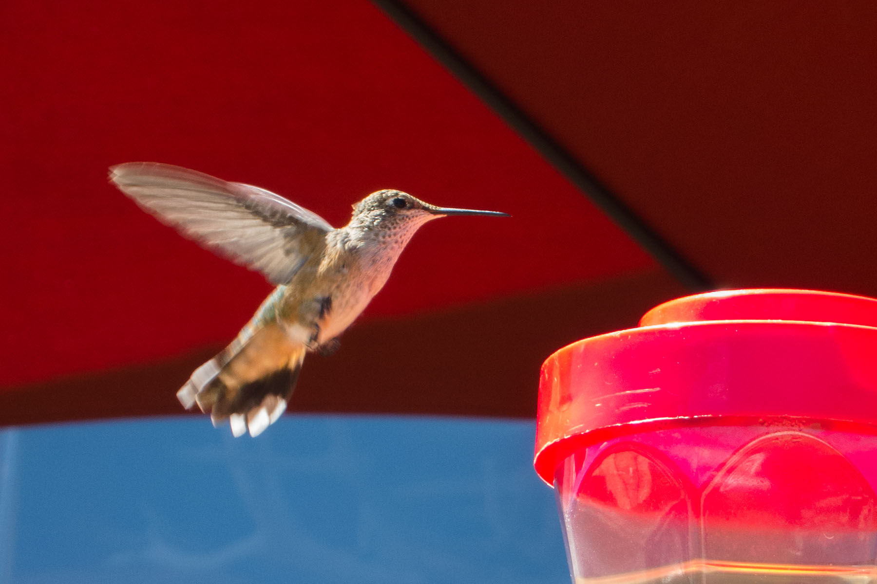 Hummingbird, Camp Hale, CO, 2020.  Click for next photo.