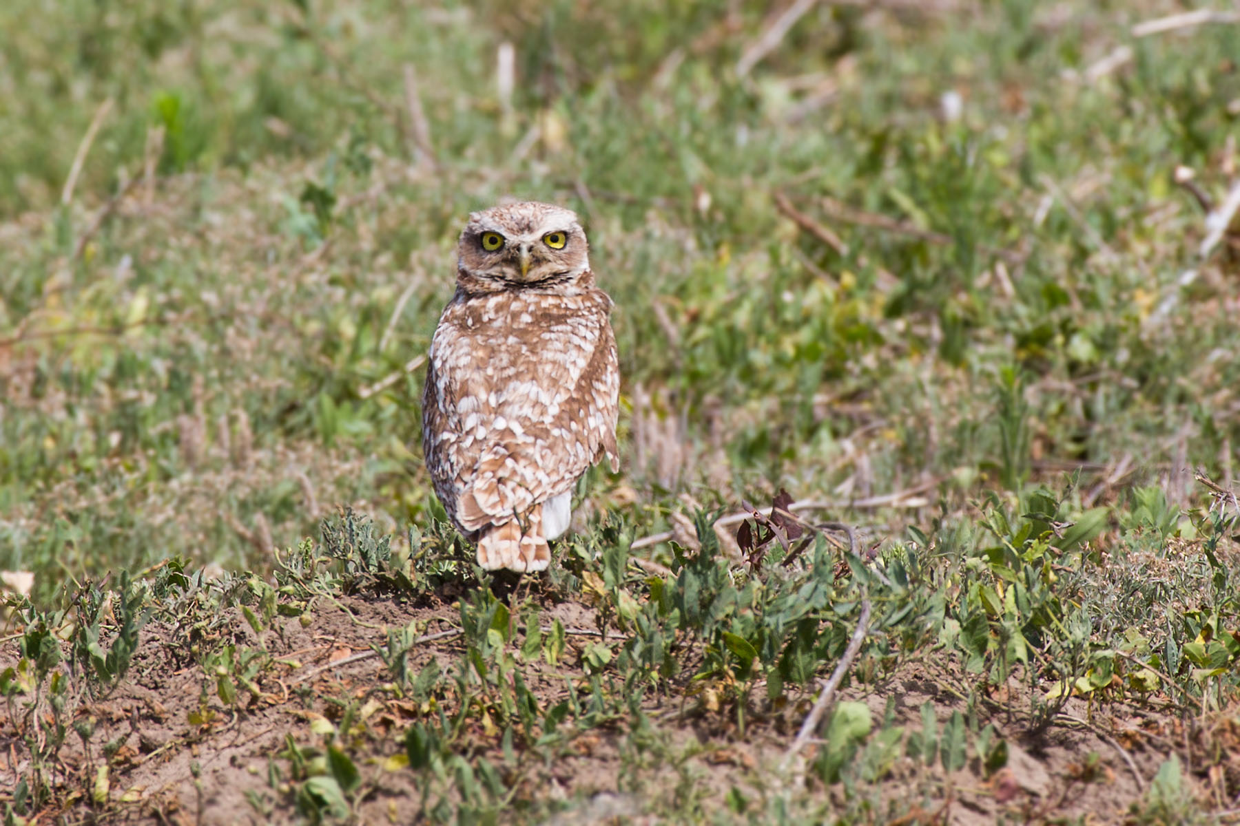 Burrowing Owl, Badlands National Park.  Click for next photo.