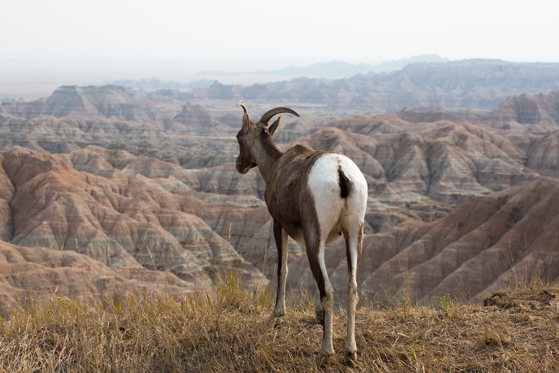 Bighorn ewe at the edge of a cliff, Badlands National Park.  Click for next photo.