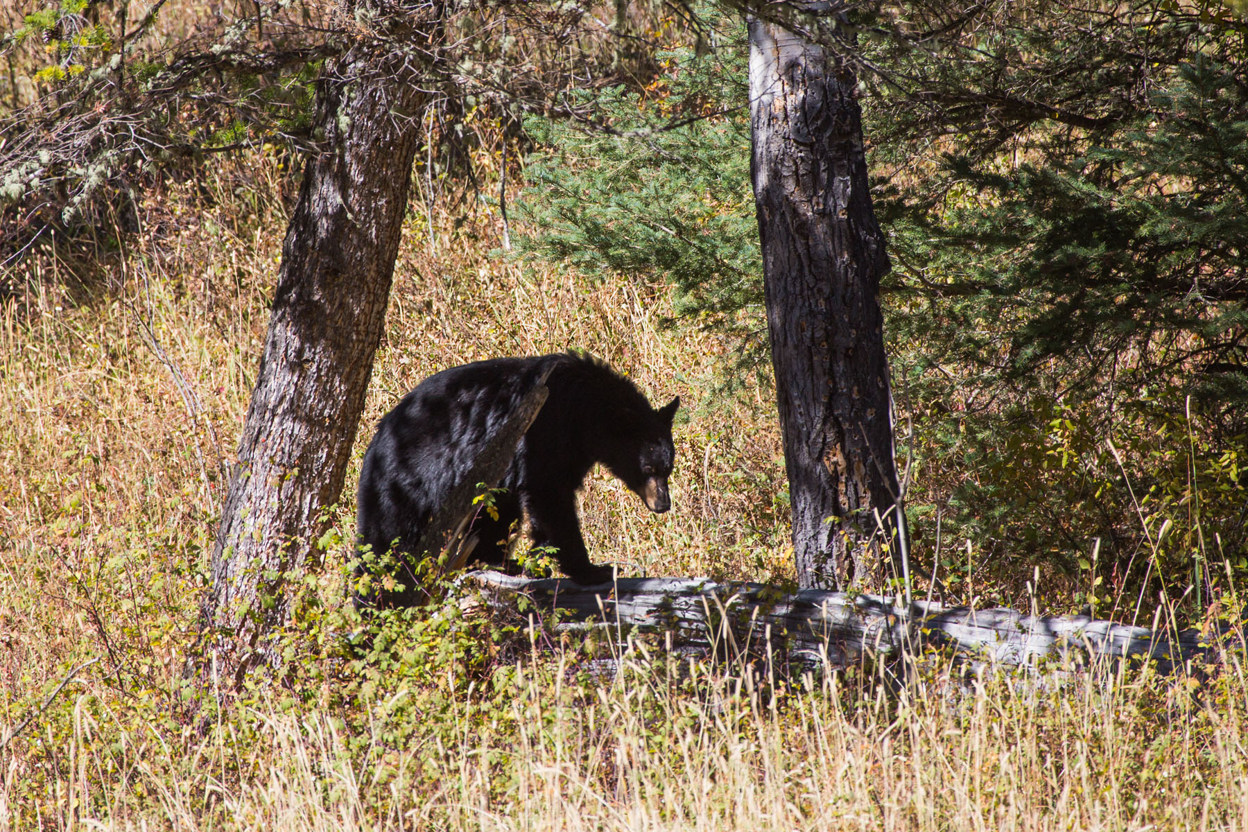 Black bear in Lamar Valley, Yellowstone National Park.  Click for next photo.